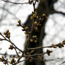 宝登山参道・桜開花情報