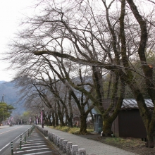 宝登山参道・桜開花情報