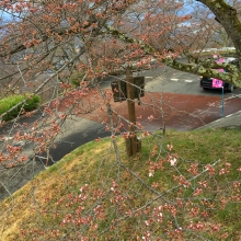 美の山公園・桜開花情報