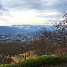 美の山公園・桜開花情報