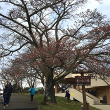 美の山公園・桜開花情報