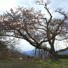 美の山公園・桜開花情報