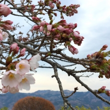 美の山公園・桜開花情報