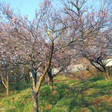 ちっちゃな桜のトンネル・桜開花情報