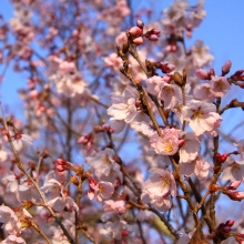 ちっちゃな桜のトンネル・桜開花情報