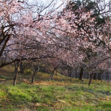 ちっちゃな桜のトンネル・桜開花情報