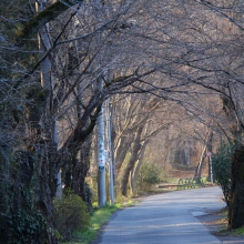 南桜通り・桜開花情報