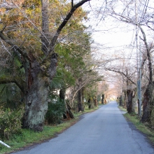 南桜通り・桜開花情報