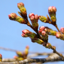 南桜通り・桜開花情報