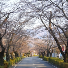 北桜通り・桜開花情報