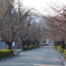 北桜通り・桜開花情報