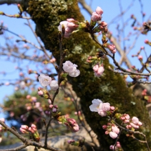 北桜通り・桜開花情報