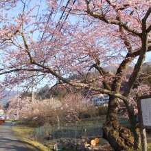 大手桜・桜開花情報