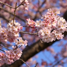 大手桜・桜開花情報