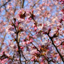 道光寺の岩田桜・桜開花情報