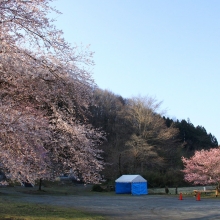 道光寺の岩田桜・桜開花情報