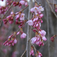 法善寺しだれ桜・桜開花情報