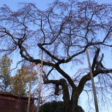 法善寺しだれ桜・桜開花情報