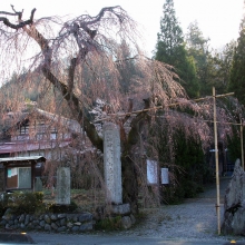 法善寺しだれ桜・桜開花情報