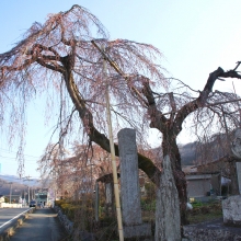 法善寺しだれ桜・桜開花情報