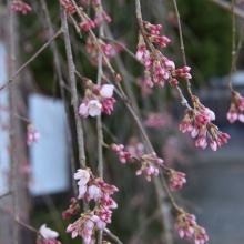 法善寺しだれ桜・桜開花情報