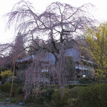 法善寺しだれ桜・桜開花情報