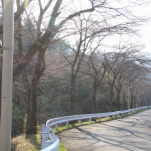 井戸の桜並木・桜開花情報