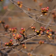 井戸の桜並木・桜開花情報