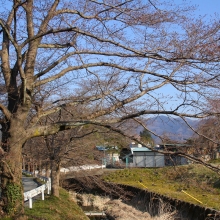 井戸の桜並木・桜開花情報