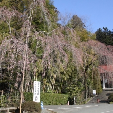 寶登山神社・桜開花情報