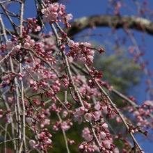 寶登山神社・桜開花情報