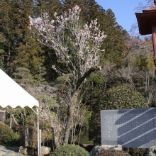 寶登山神社・桜開花情報