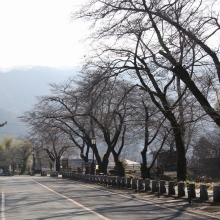 宝登山参道・桜開花情報