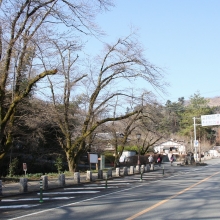 宝登山参道・桜開花情報