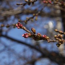 宝登山参道・桜開花情報