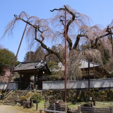 清雲寺のしだれ桜・桜開花情報