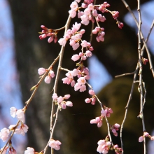 清雲寺のしだれ桜・桜開花情報