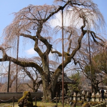 清雲寺のしだれ桜・桜開花情報