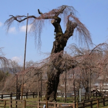 清雲寺のしだれ桜・桜開花情報