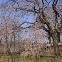 清雲寺のしだれ桜・桜開花情報