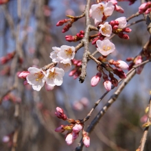 清雲寺のしだれ桜・桜開花情報