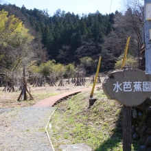 水芭蕉園