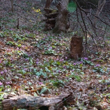 白砂公園 カタクリ