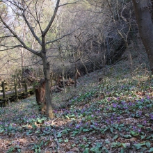 白砂公園 カタクリ