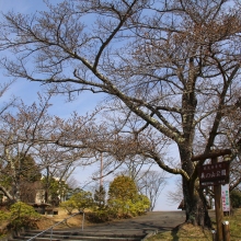 美の山公園・桜開花情報