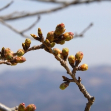 美の山公園・桜開花情報