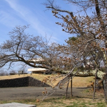 美の山公園・桜開花情報