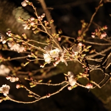 北桜通りライトアップ・桜開花情報