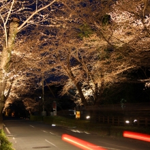 北桜通りライトアップ・桜開花情報