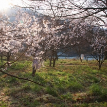 ちっちゃな桜のトンネル・桜開花情報